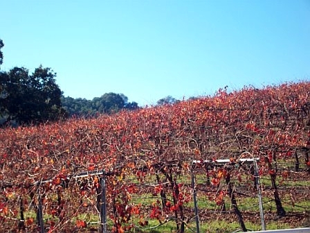 Vineyard Proposal 165540903705_0_alb
