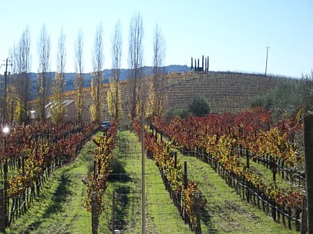 Vineyard Proposal 718713052705_0_alb