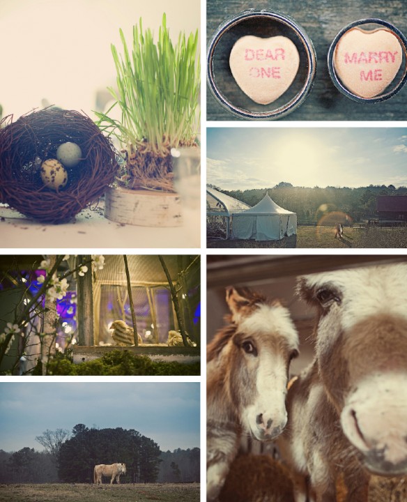 Farm animal wedding inspiration allisonandcharlie3