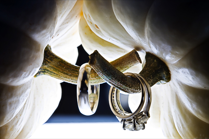 Rings on the stems of pumpkins jeanettejayringBLOG