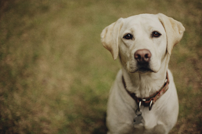 rustic backyard rehearsal dinner