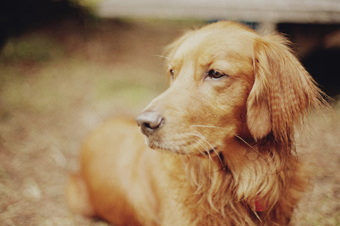 rustic backyard rehearsal dinner