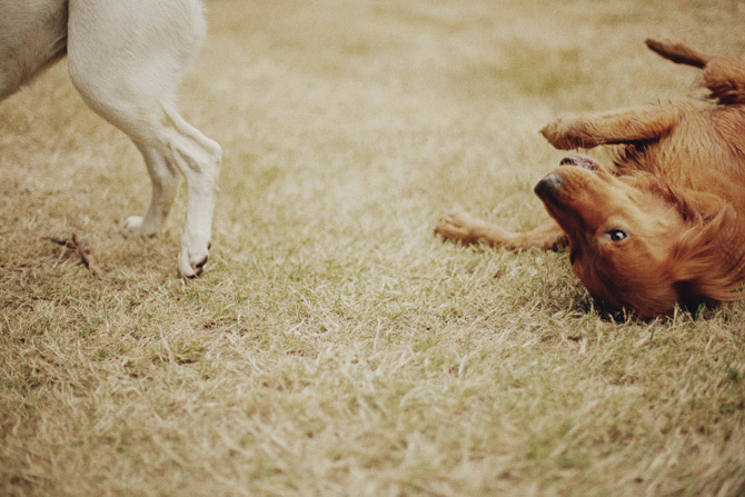 rustic backyard rehearsal dinner