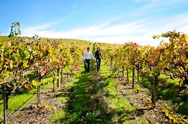 san francisco bay area wedding, napa valley wedding, vineyard inspired engagement shoot,