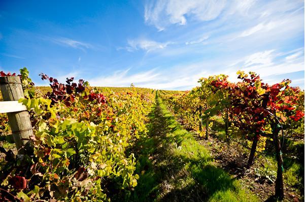 san francisco bay area wedding, napa valley wedding, vineyard inspired engagement shoot,