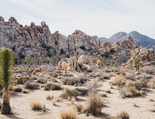 Joshua Tree Bridal Shower Tea