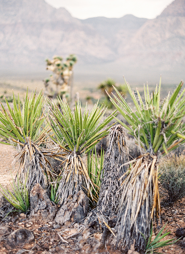 South Nevada Boho Elopement