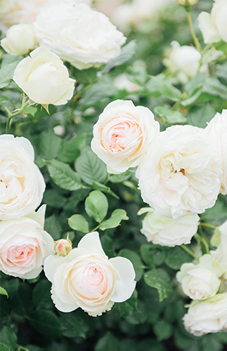 Paris Anniversary Photo Shoot - Inspired By This