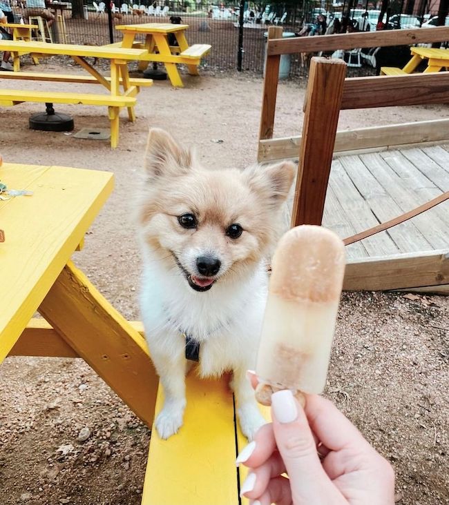 Creative Ways To Incorporate Your Furry Friends Into Your Travel