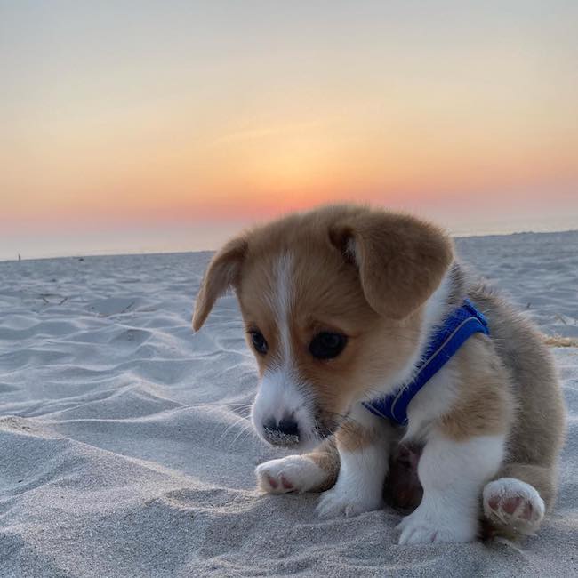 Creative Ways To Incorporate Your Furry Friends Into Your Travel