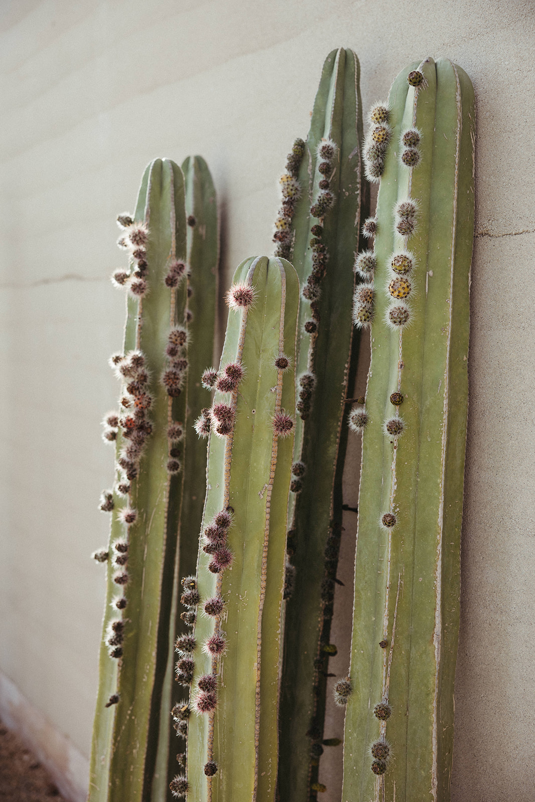 A Destination Wedding in Cabo Filled With Texture and Romance