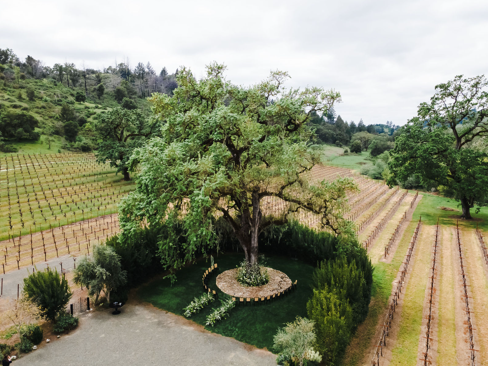 Elegant Napa Valley Vineyard Wedding
