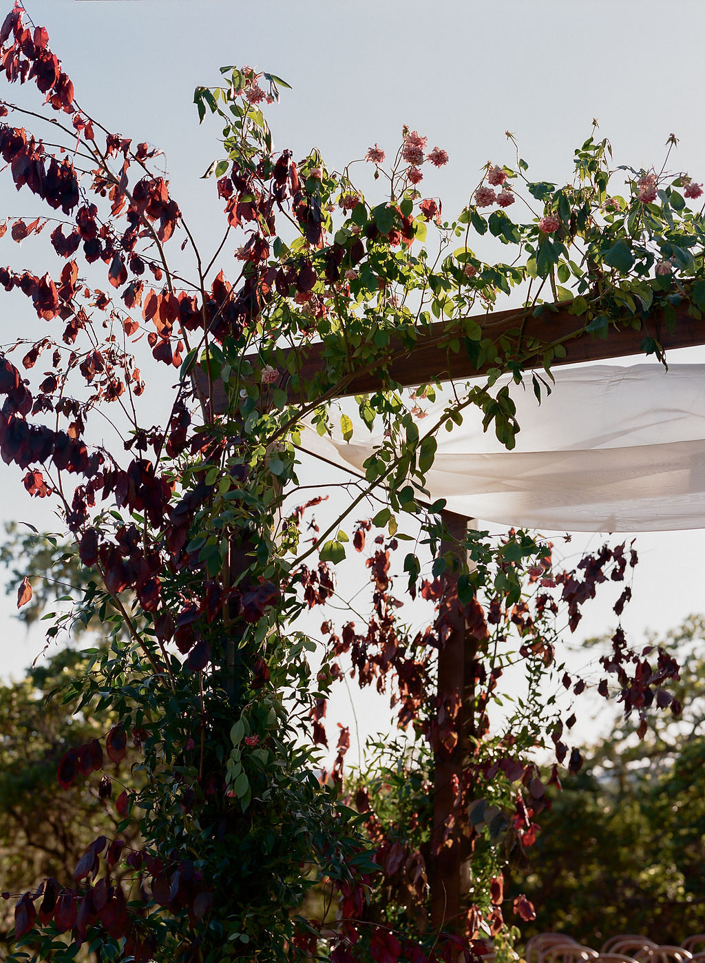 vineyard wedding